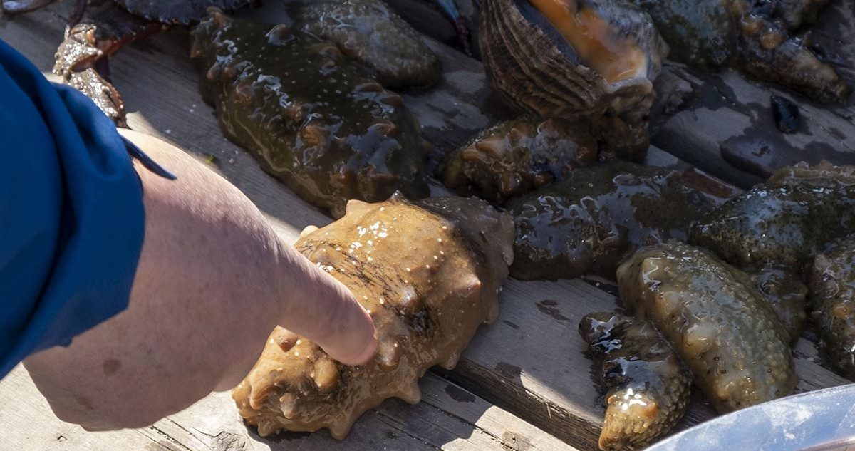 大连黑石礁捞海参9